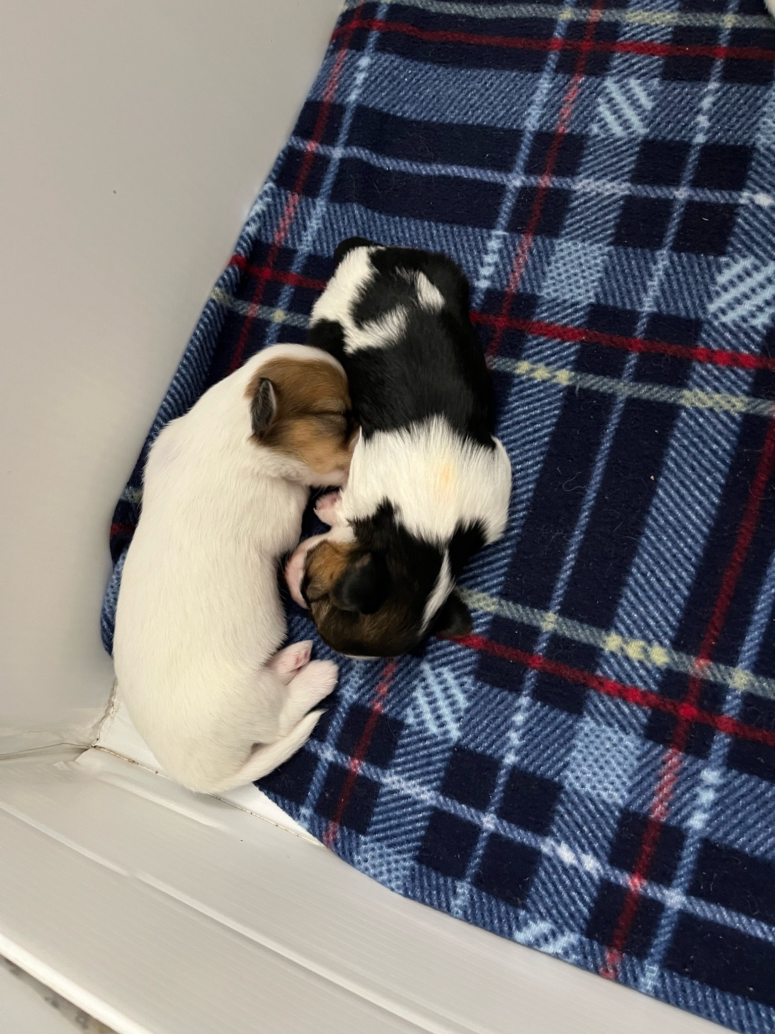 012 puppies-august-2023