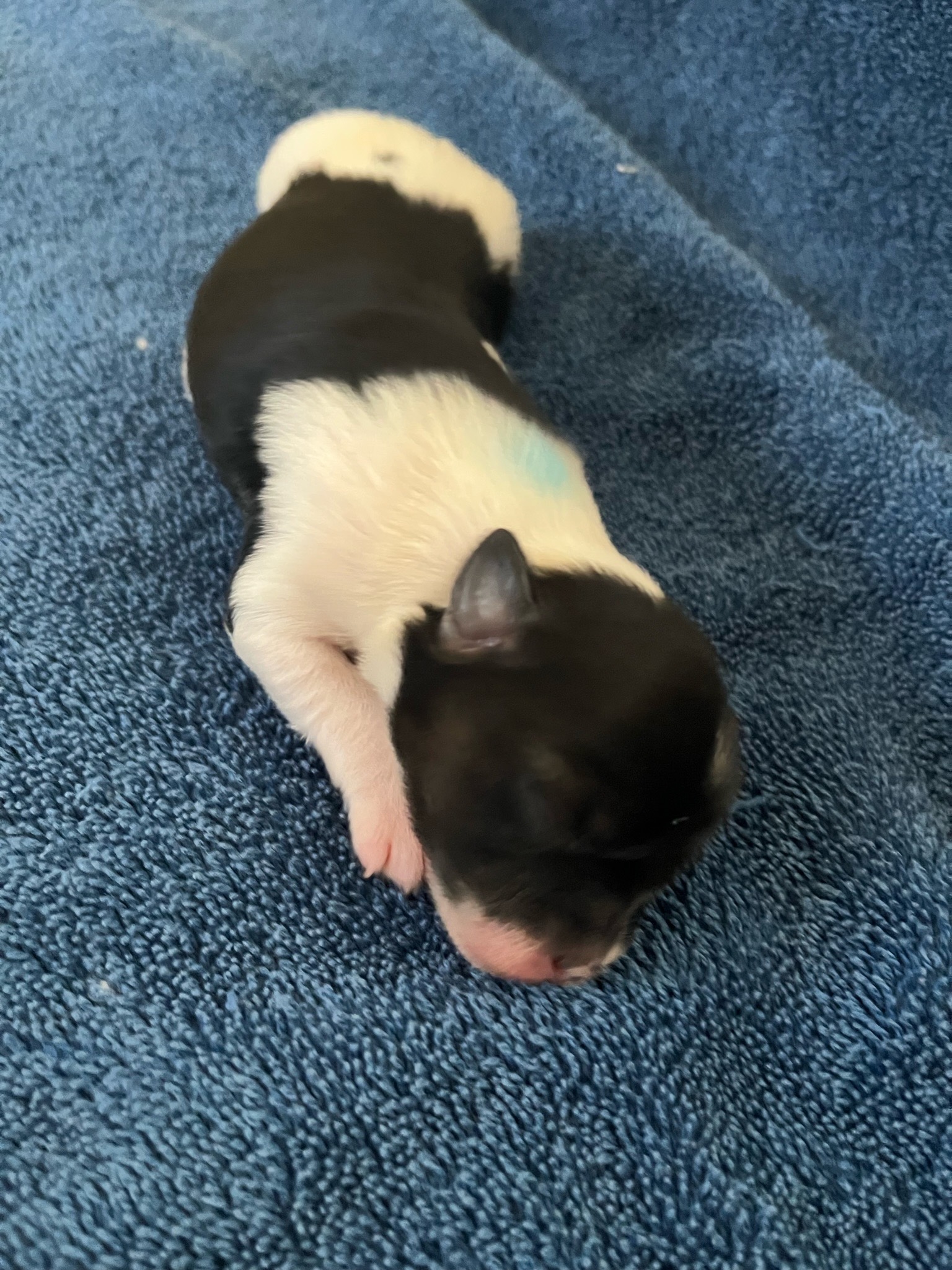 005 puppies-august-2023