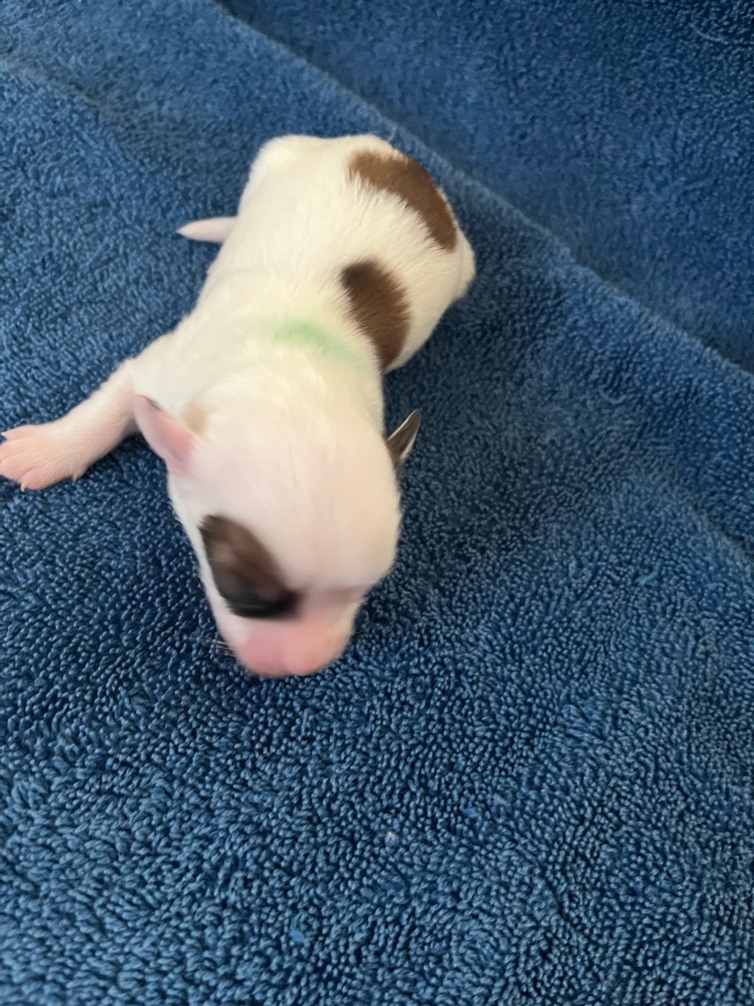 007 puppies-august-2023