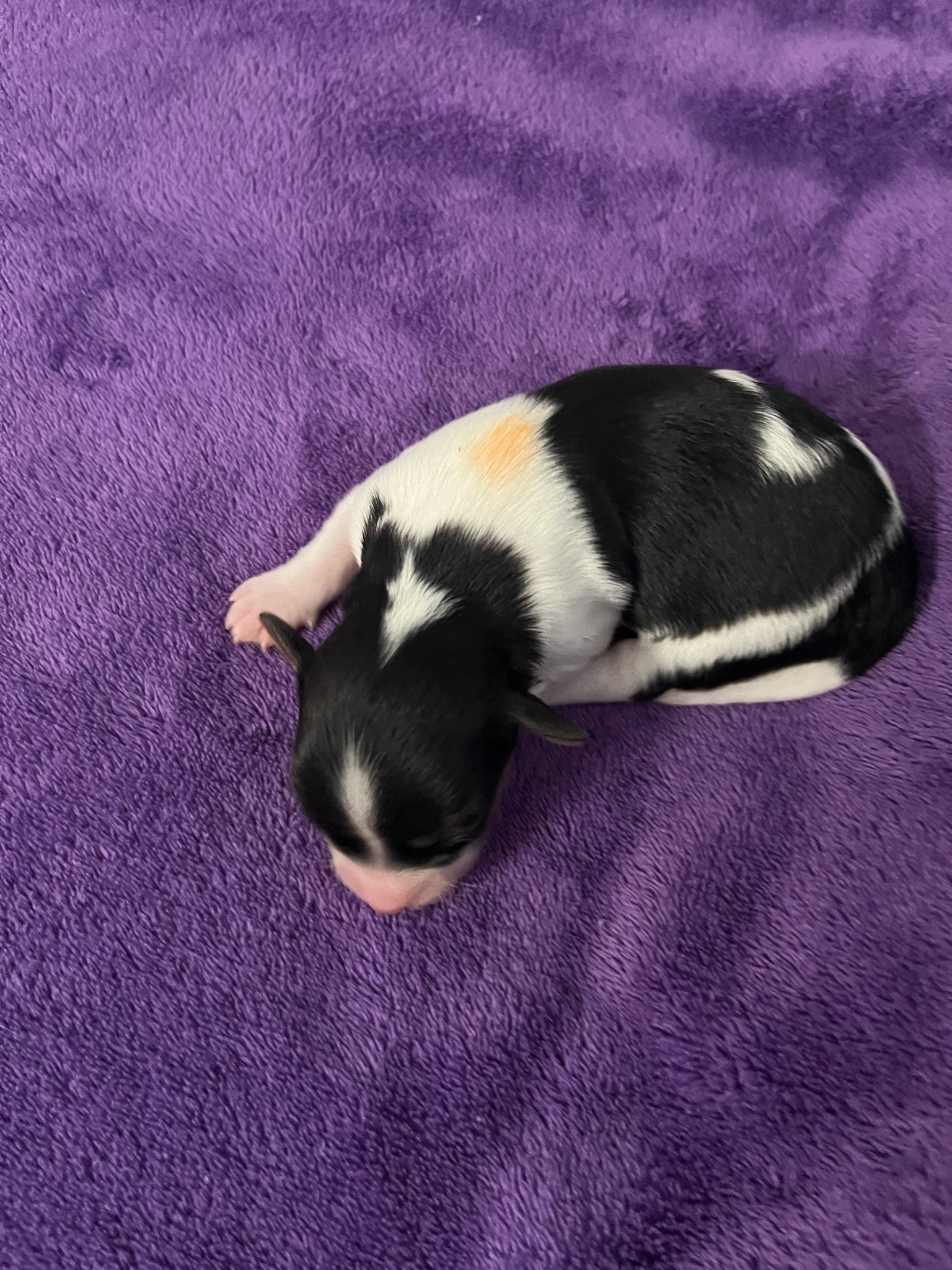 008 puppies-august-2023