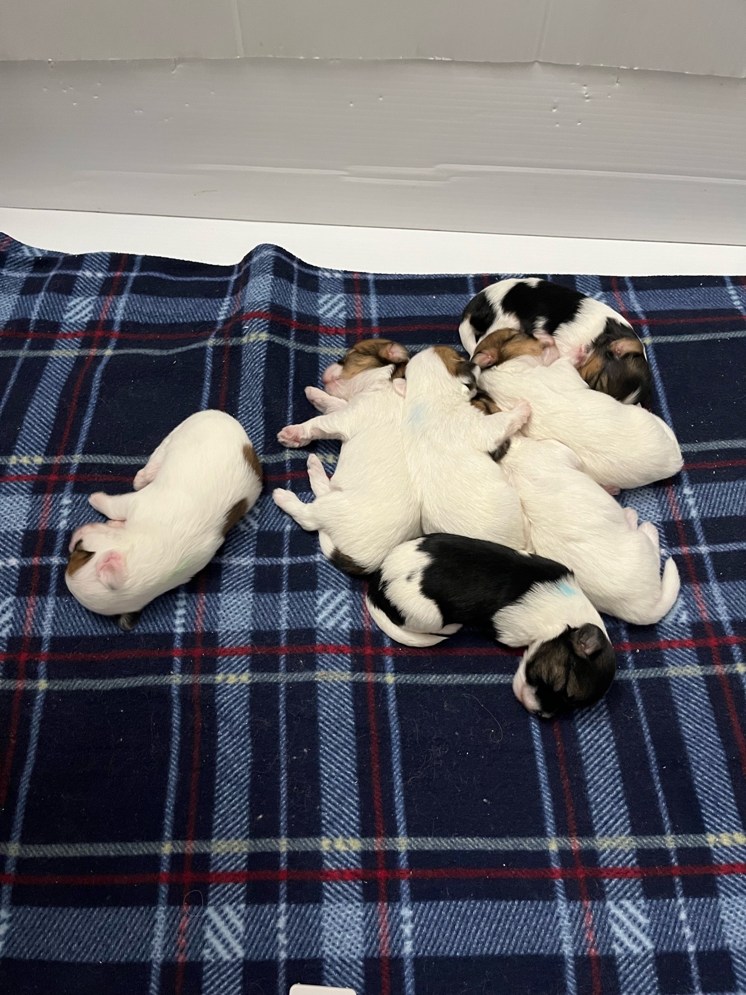 009 puppies-august-2023