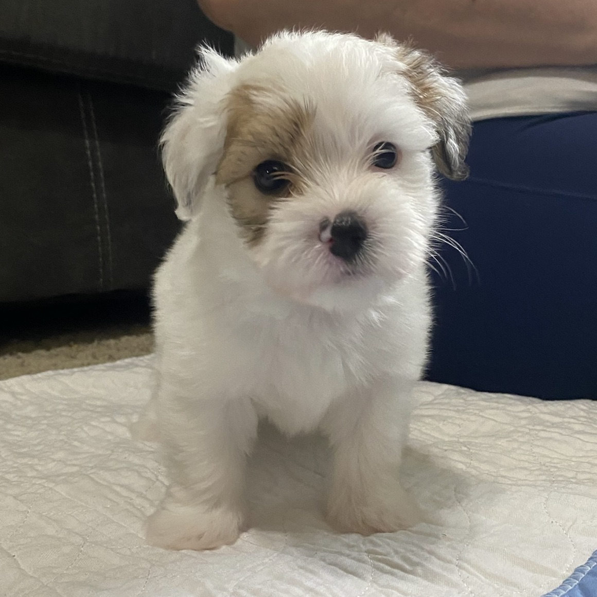 002 puppies-august-2023