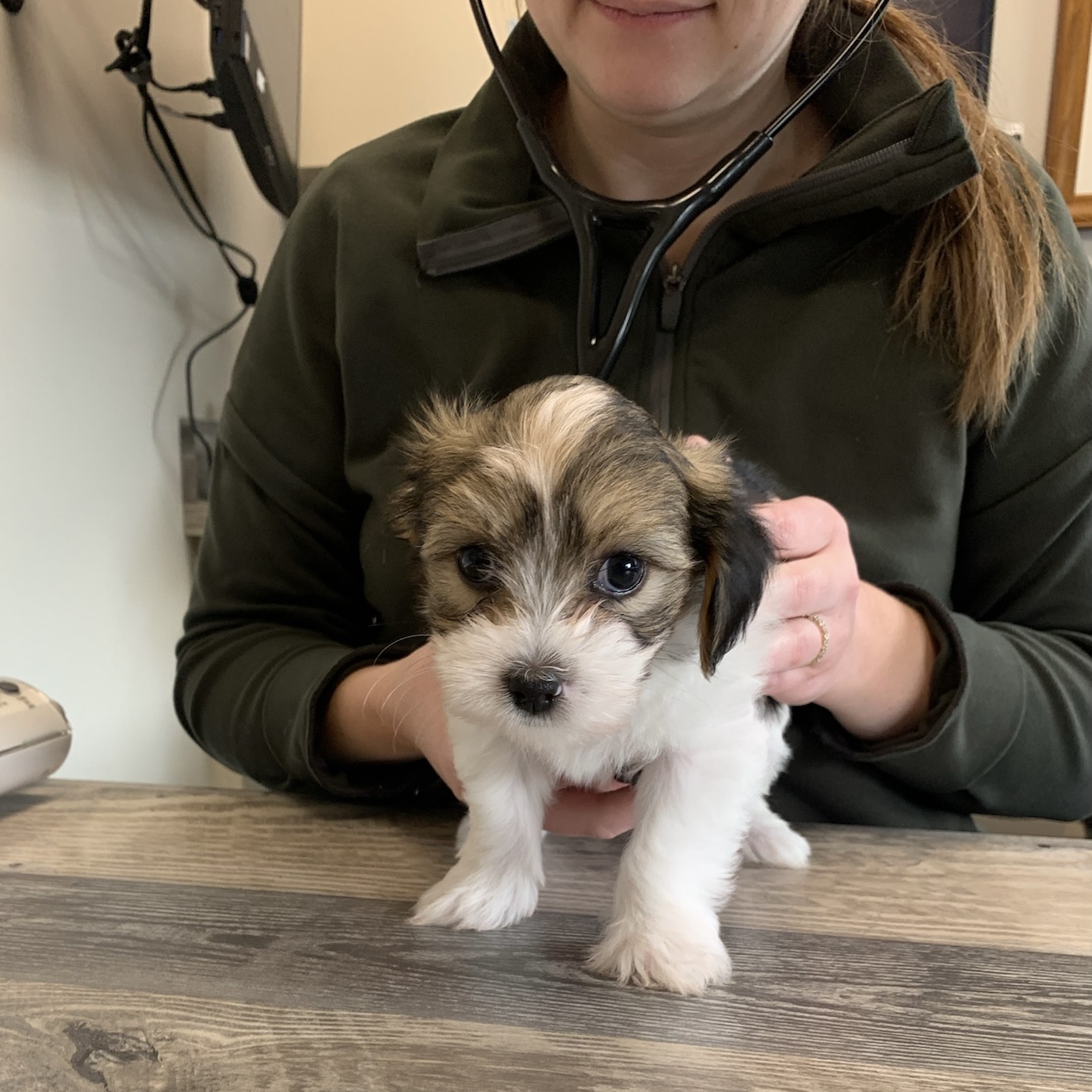 000 puppies-august-2023