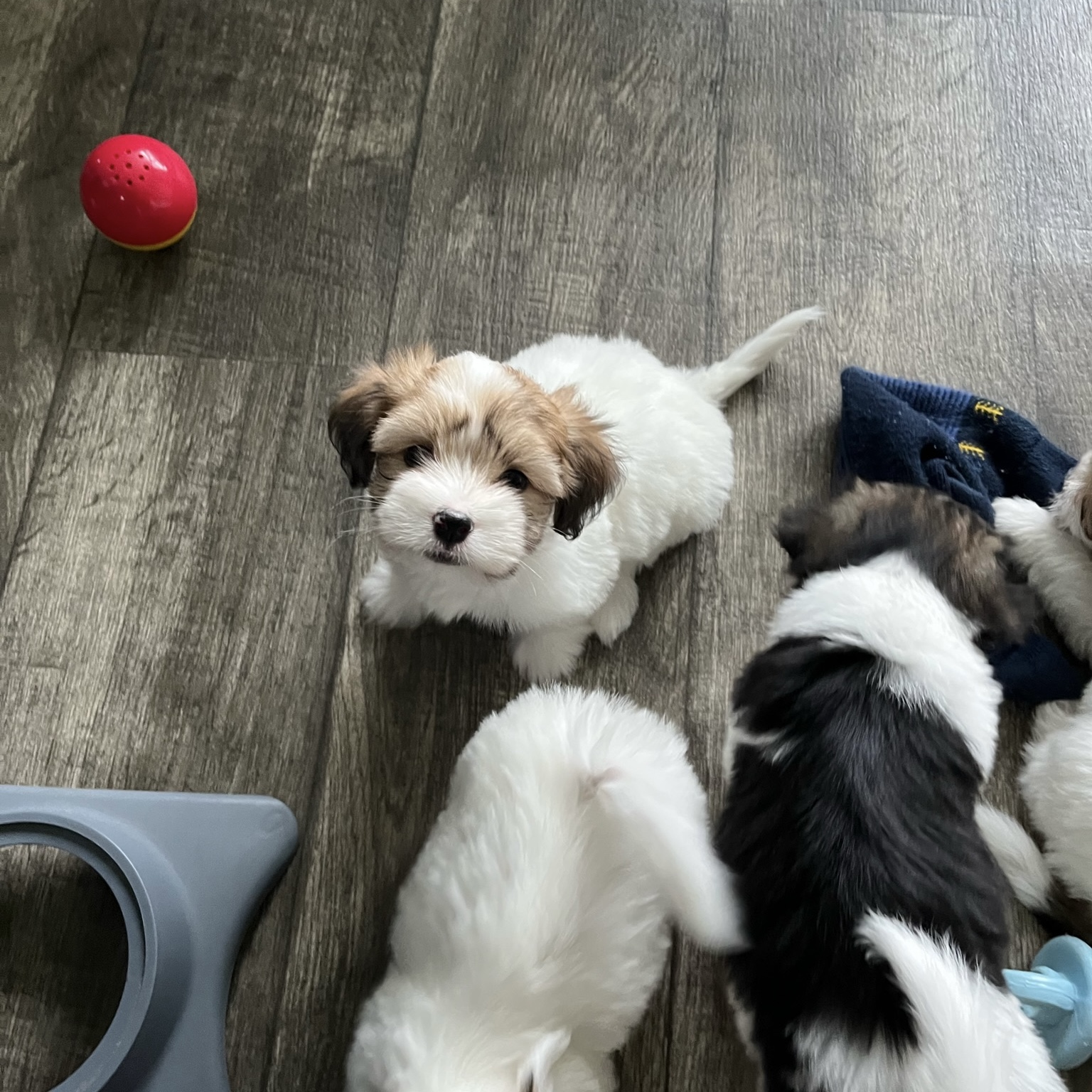 001 puppies-august-2023