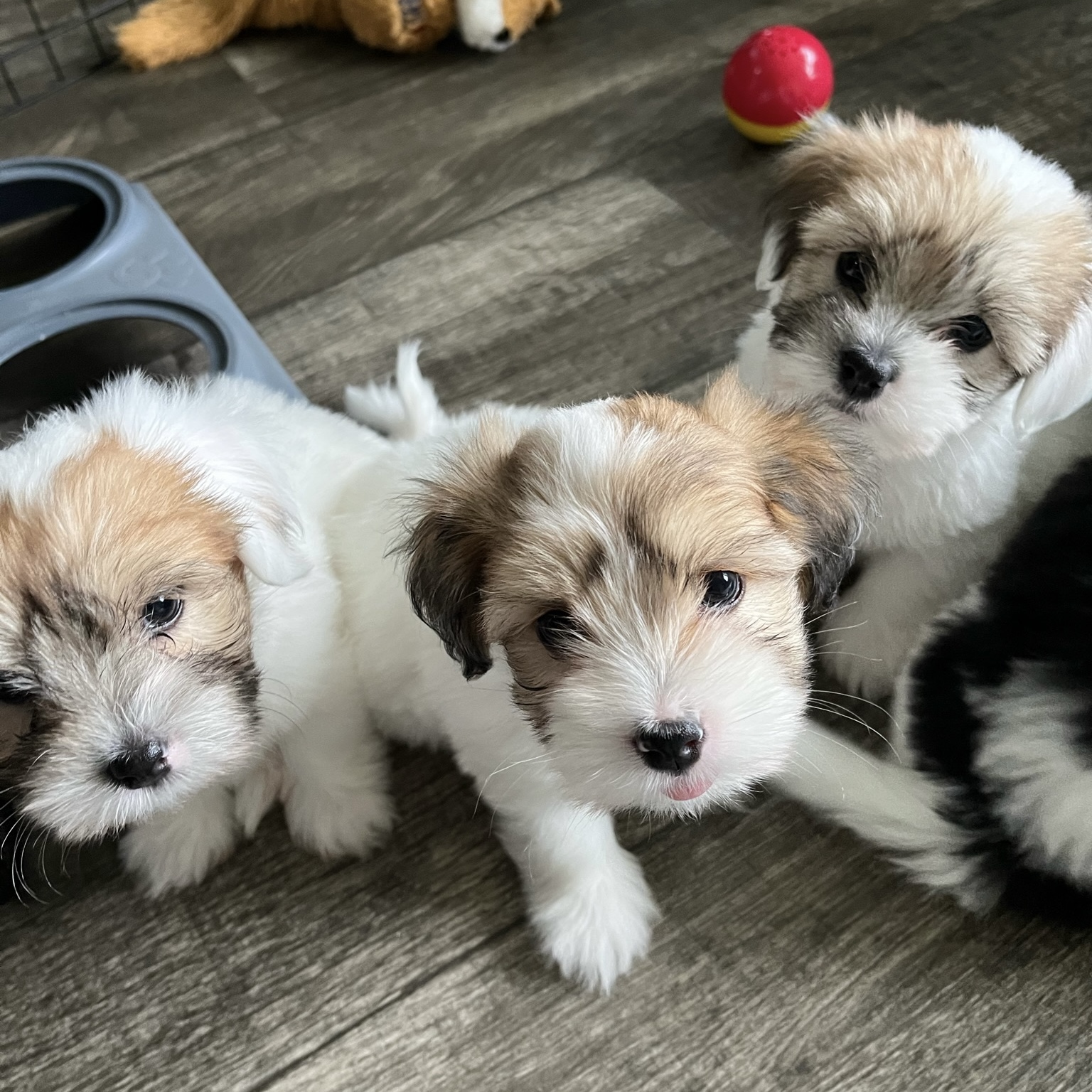 002 puppies-august-2023