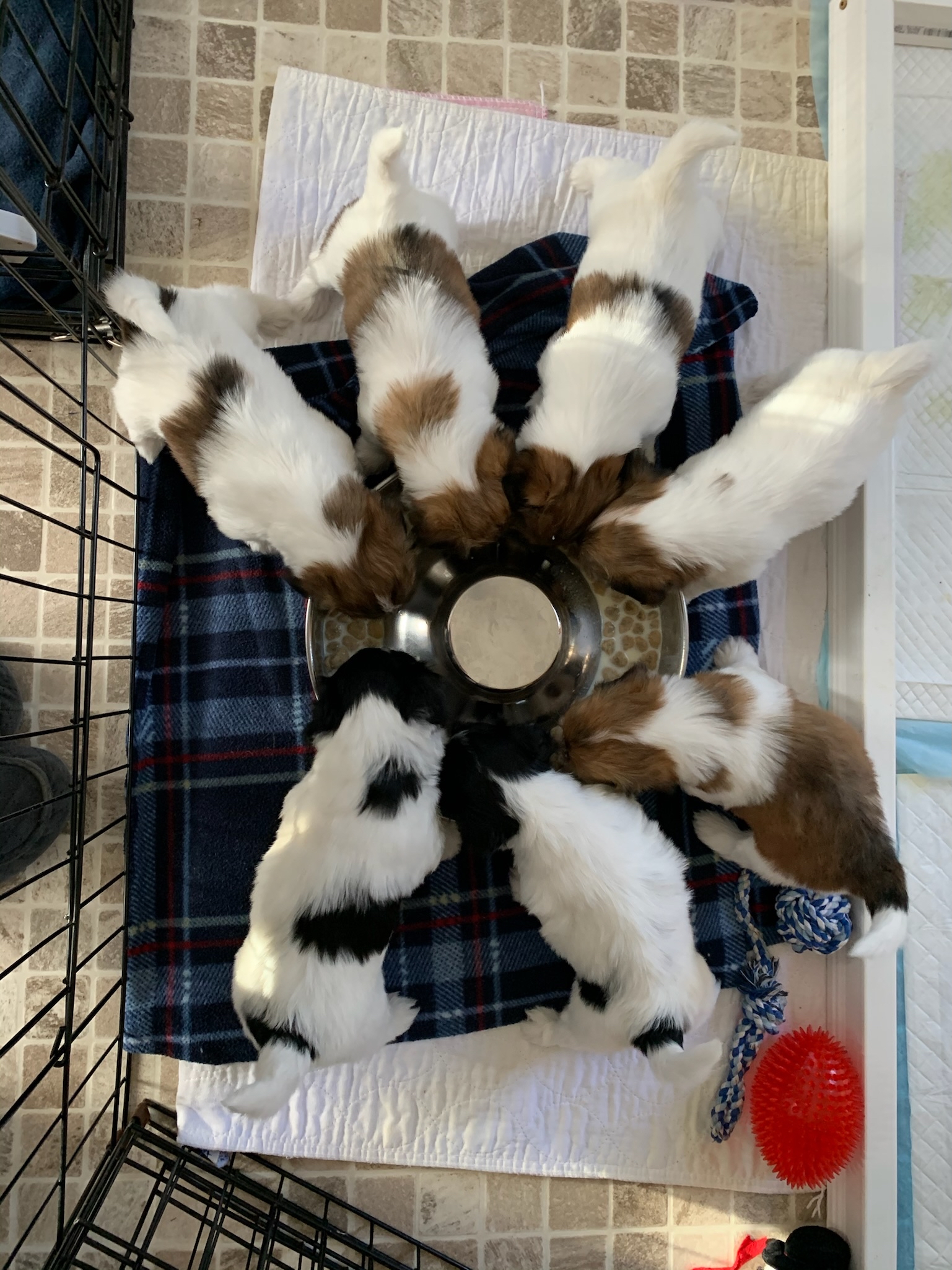 coffee and-coffee-beans