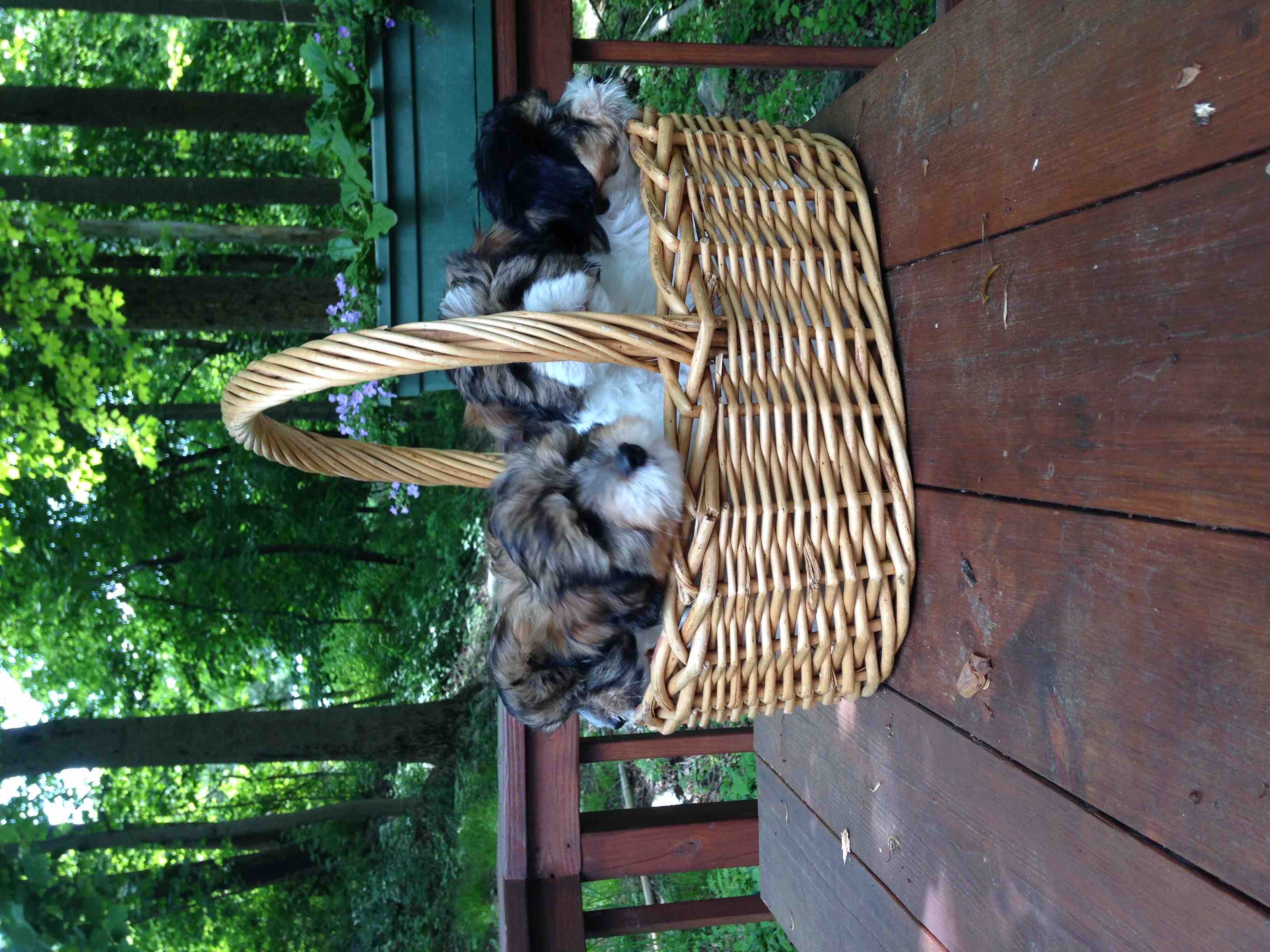 Latte%20and%20croissant